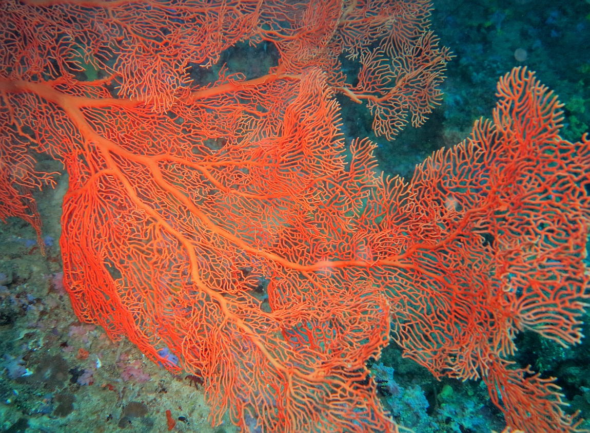 IMG_0291rf_Maldives_Madoogali_Plongee 2_Vihamaafaru_Gorgone_Subergorgia mollis.jpg